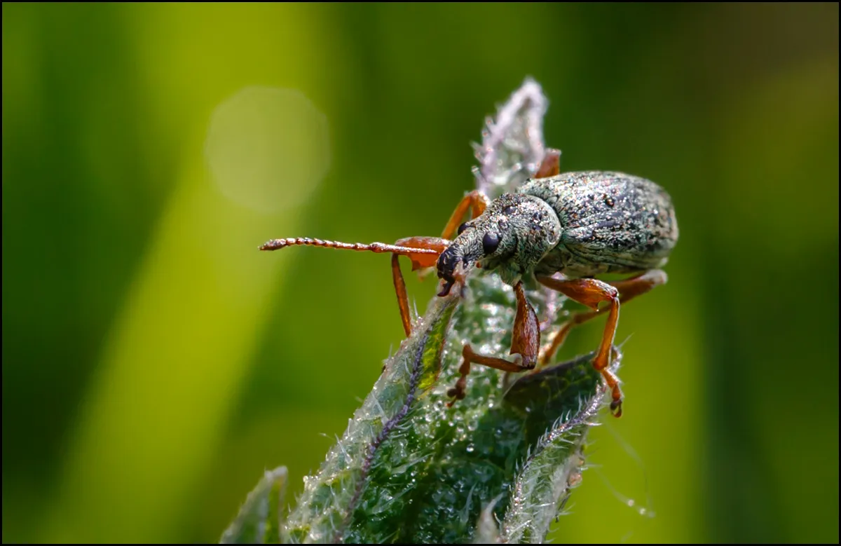 Weevil 1