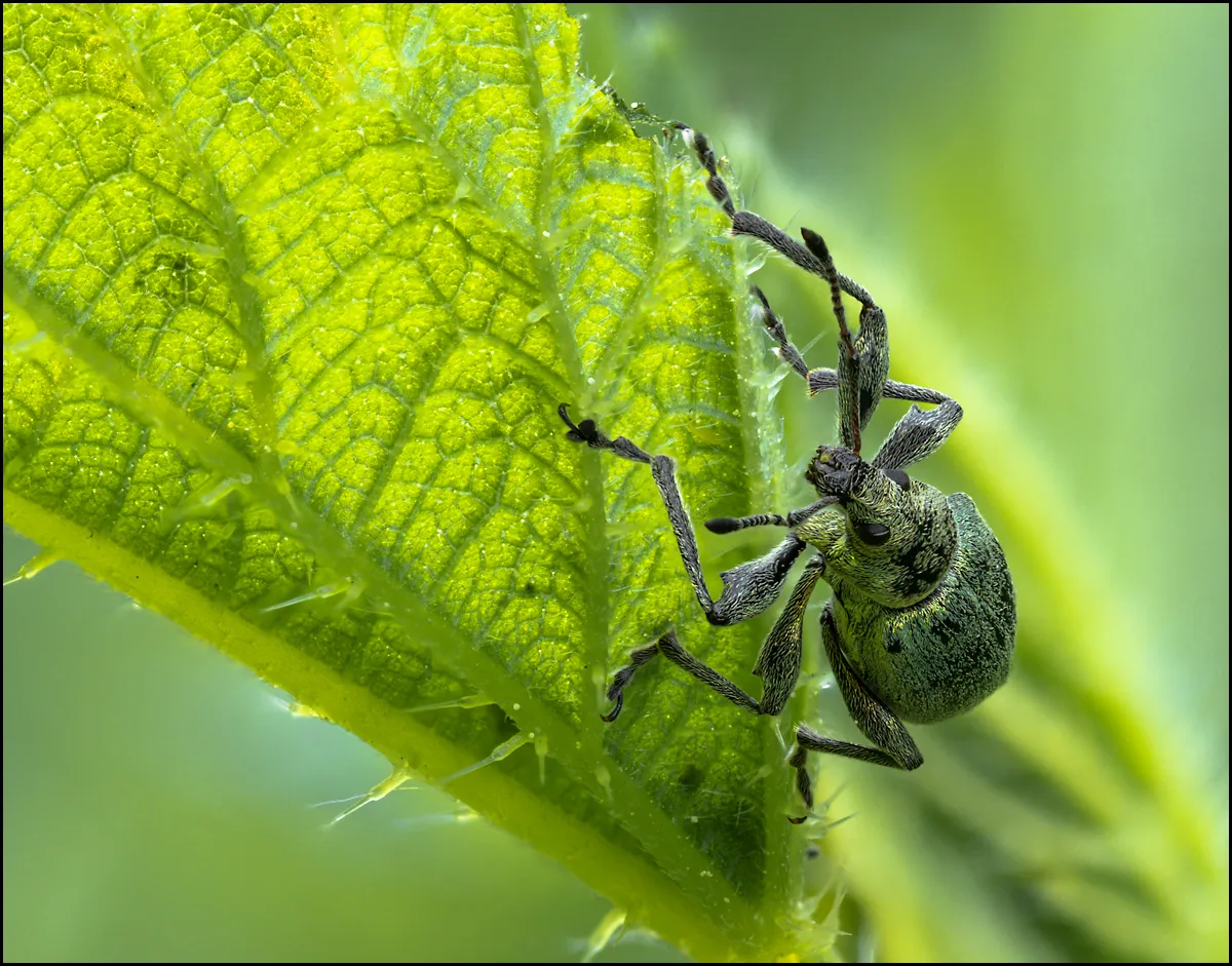 Weevil 12