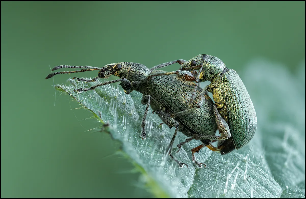 Weevil 13