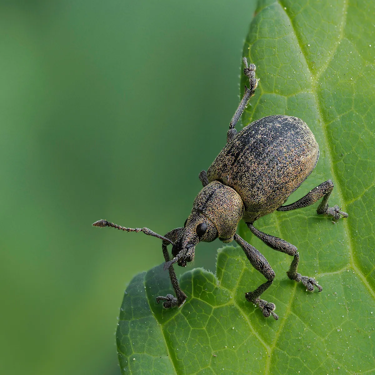 Weevil 2