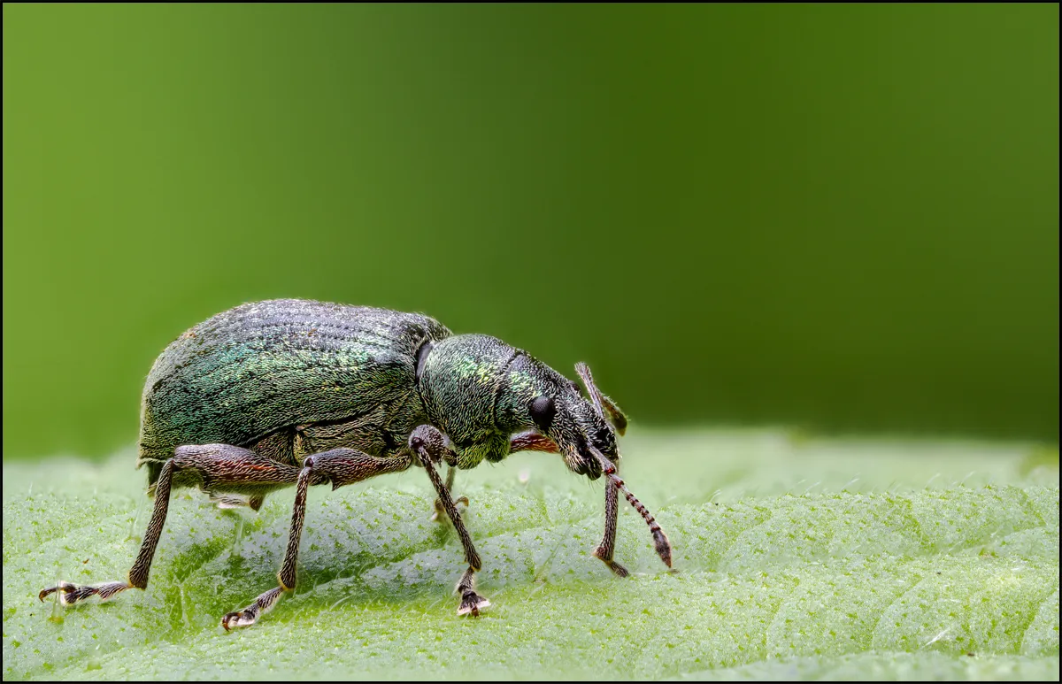 Weevil 20