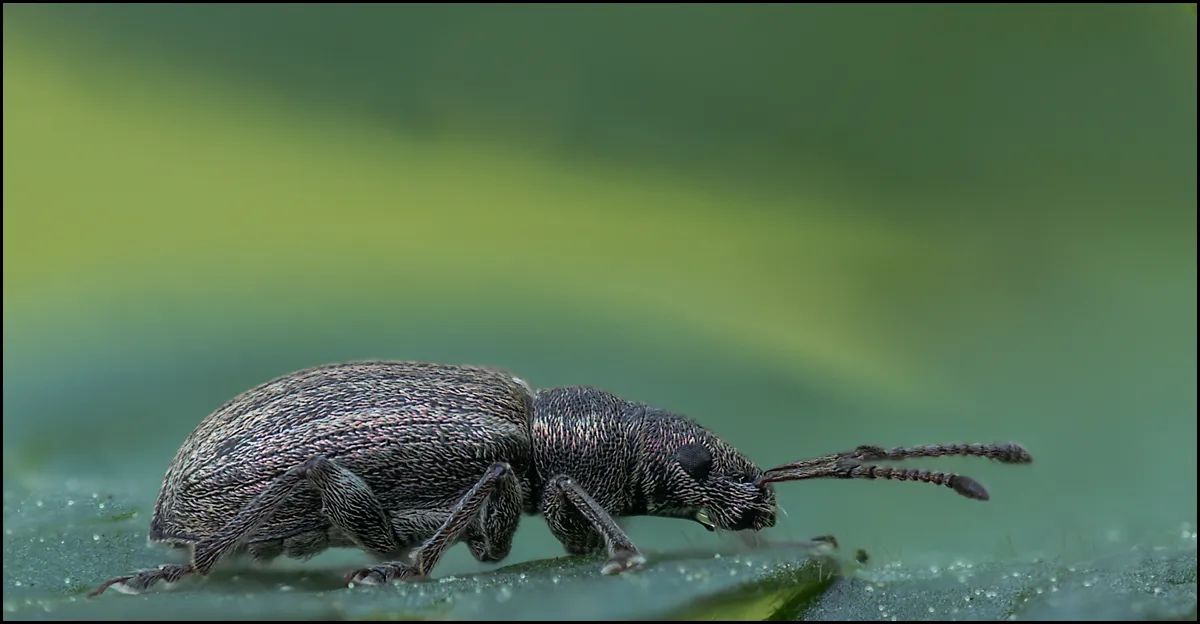 Weevil 25