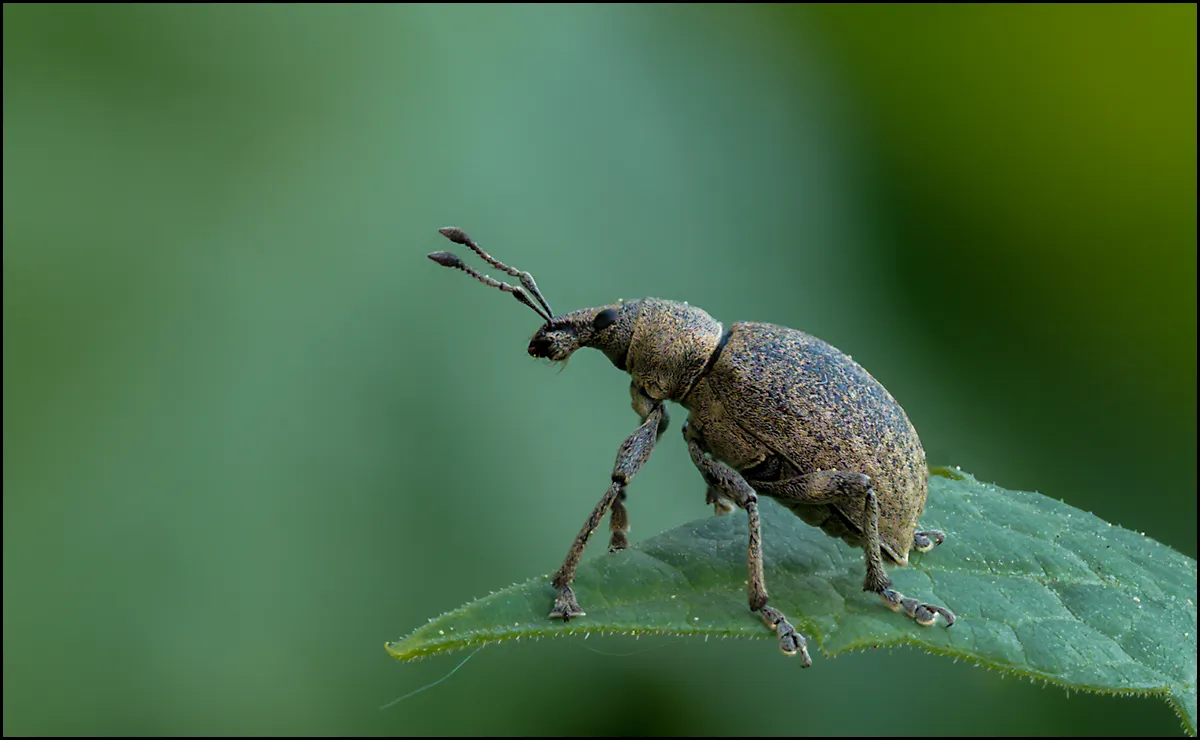 Weevil 27
