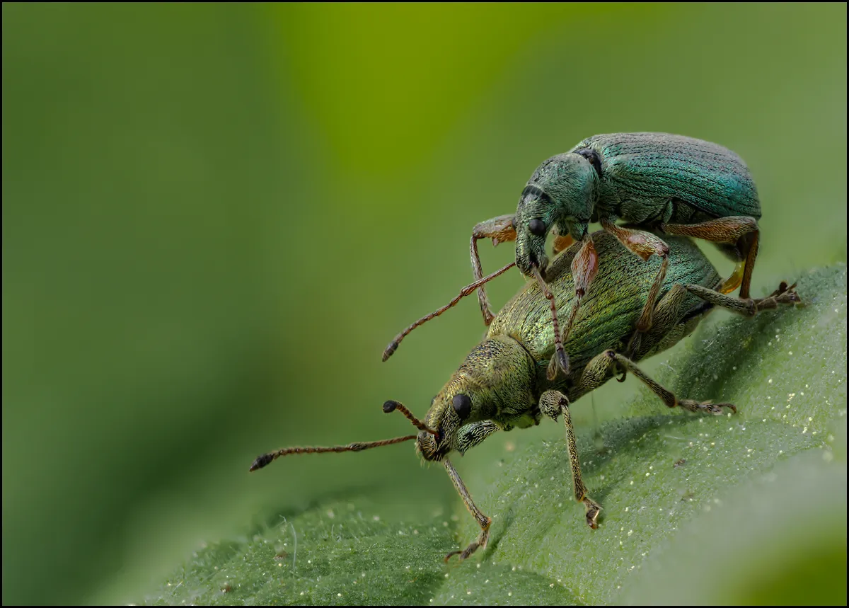 Weevil 28