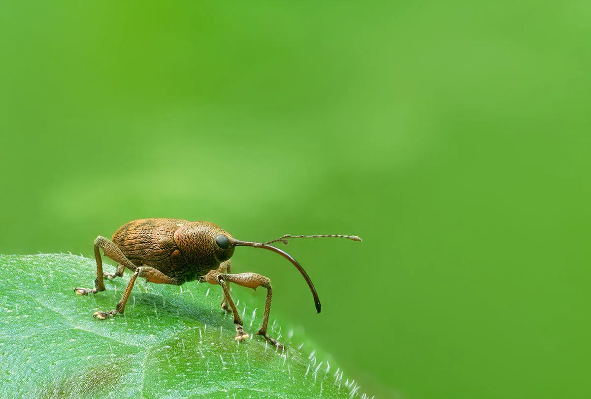 Weevil 29