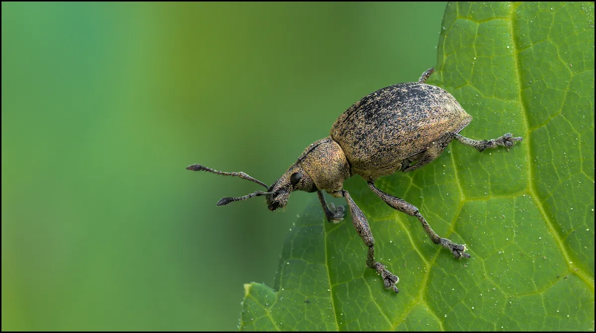 Weevil 6