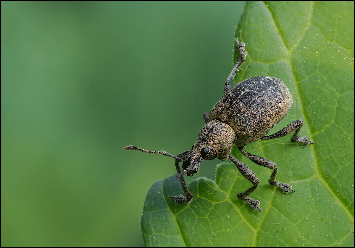 Weevil 7
