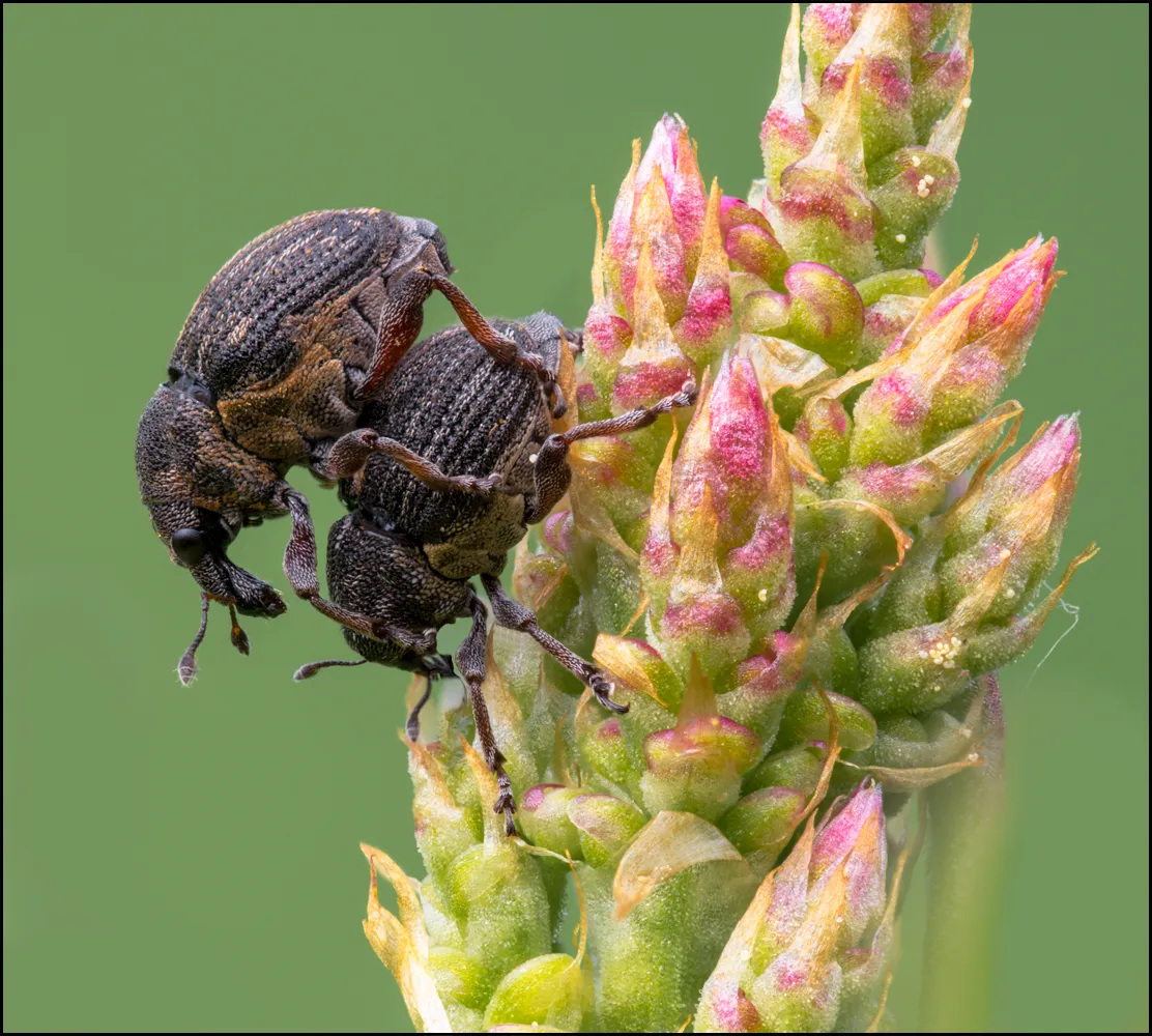 Weevil 9