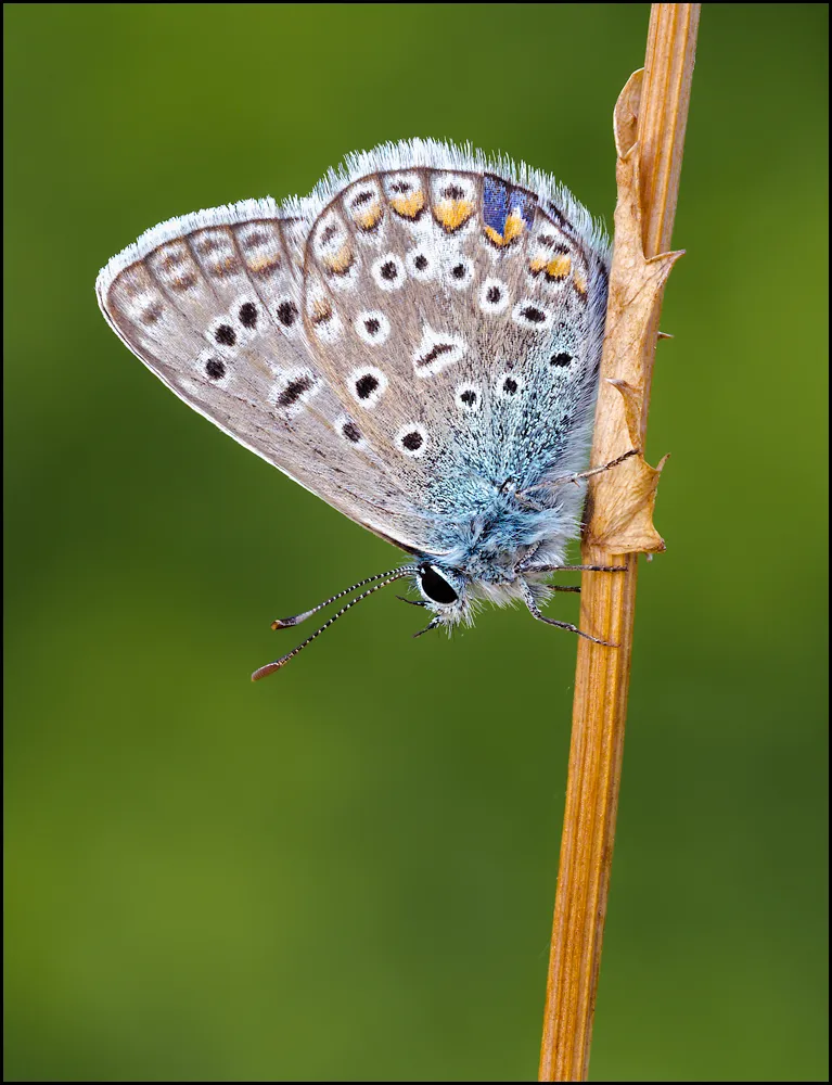 Butterflies 48