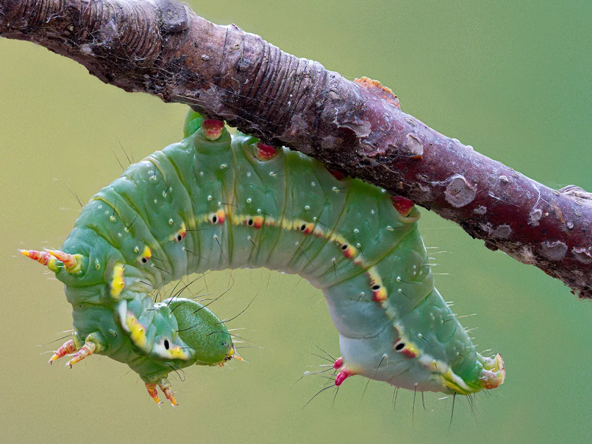Caterpillars 1