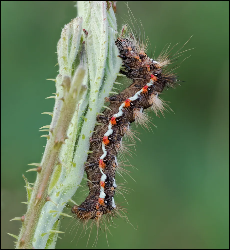 Caterpillars 10