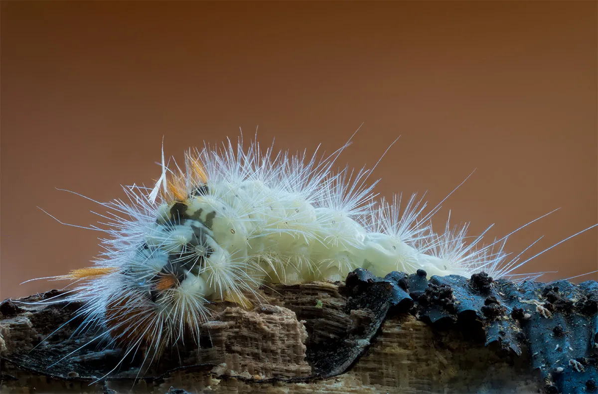 Caterpillars 11