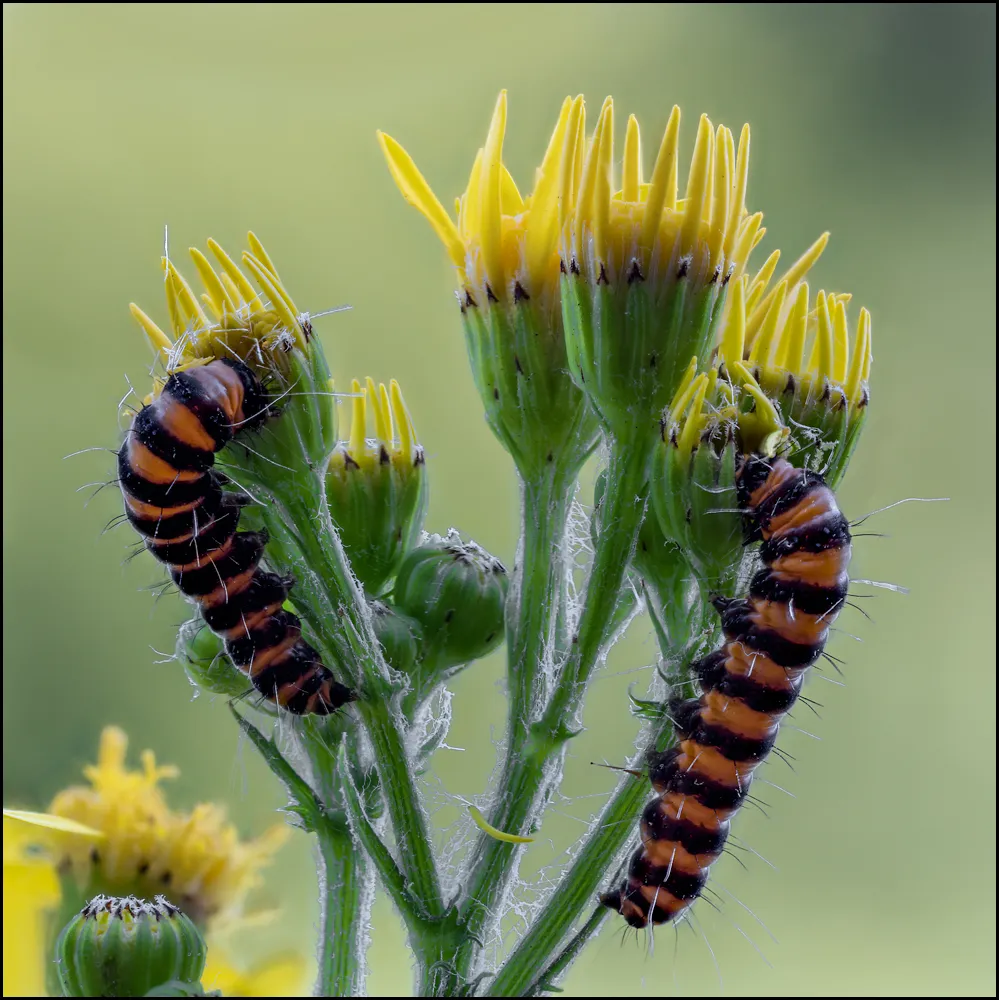 Caterpillars 12