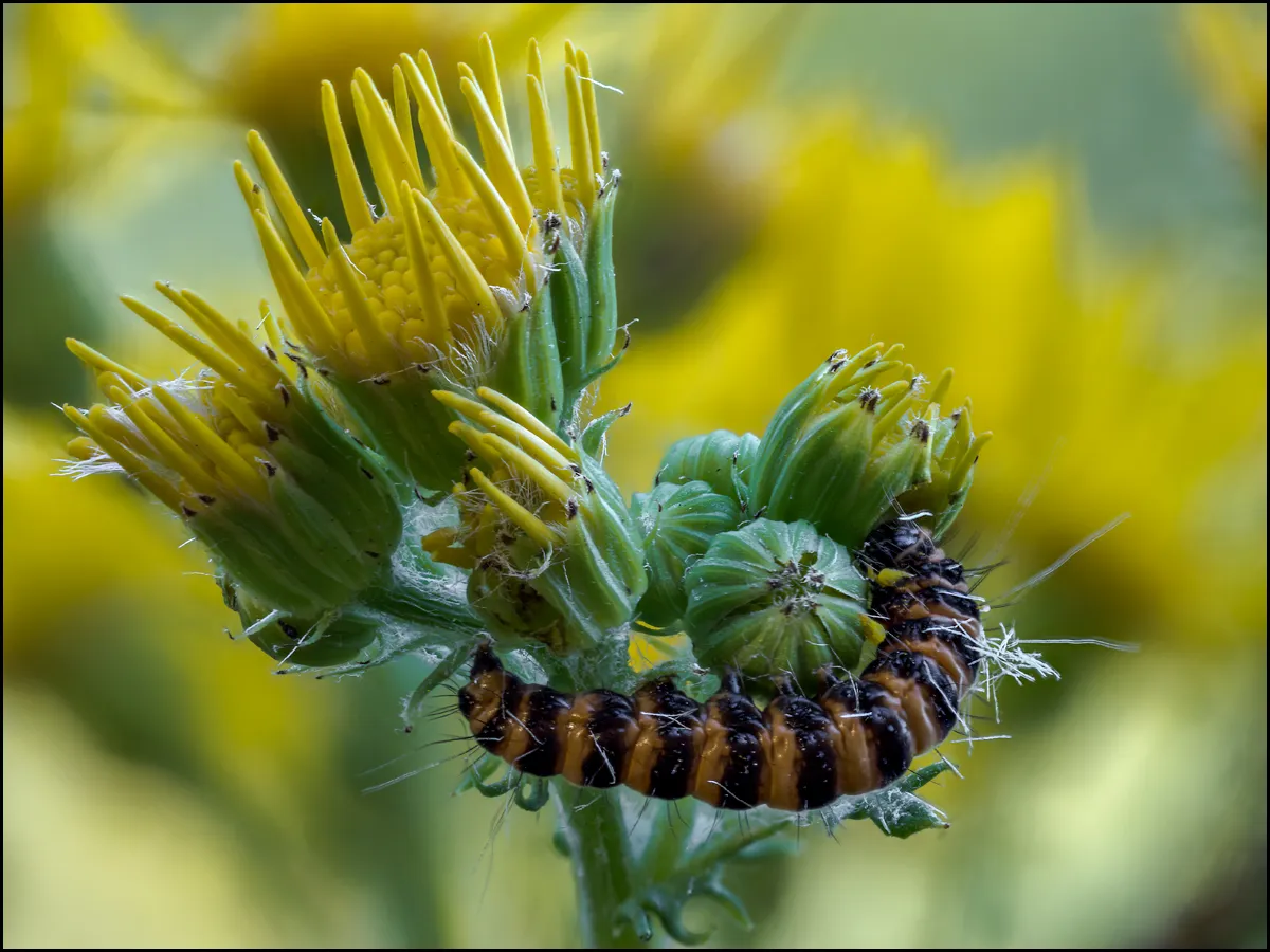 Caterpillars 13