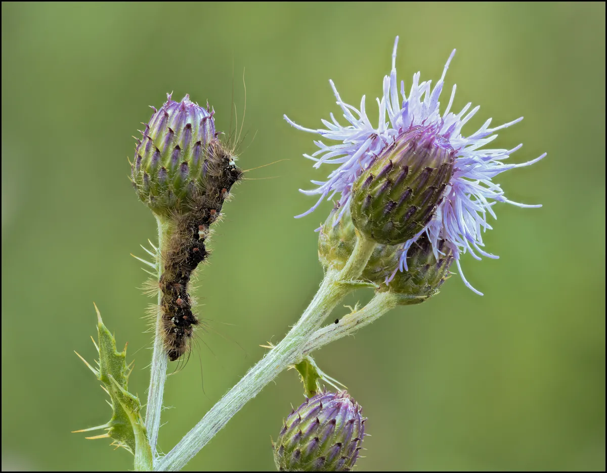 Caterpillars 14