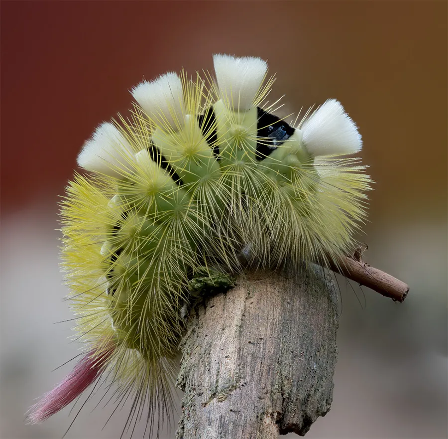 Caterpillars 15