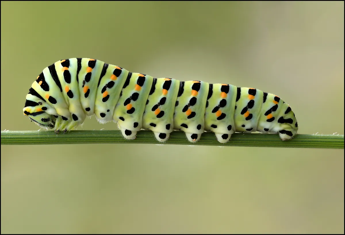 Caterpillars 17