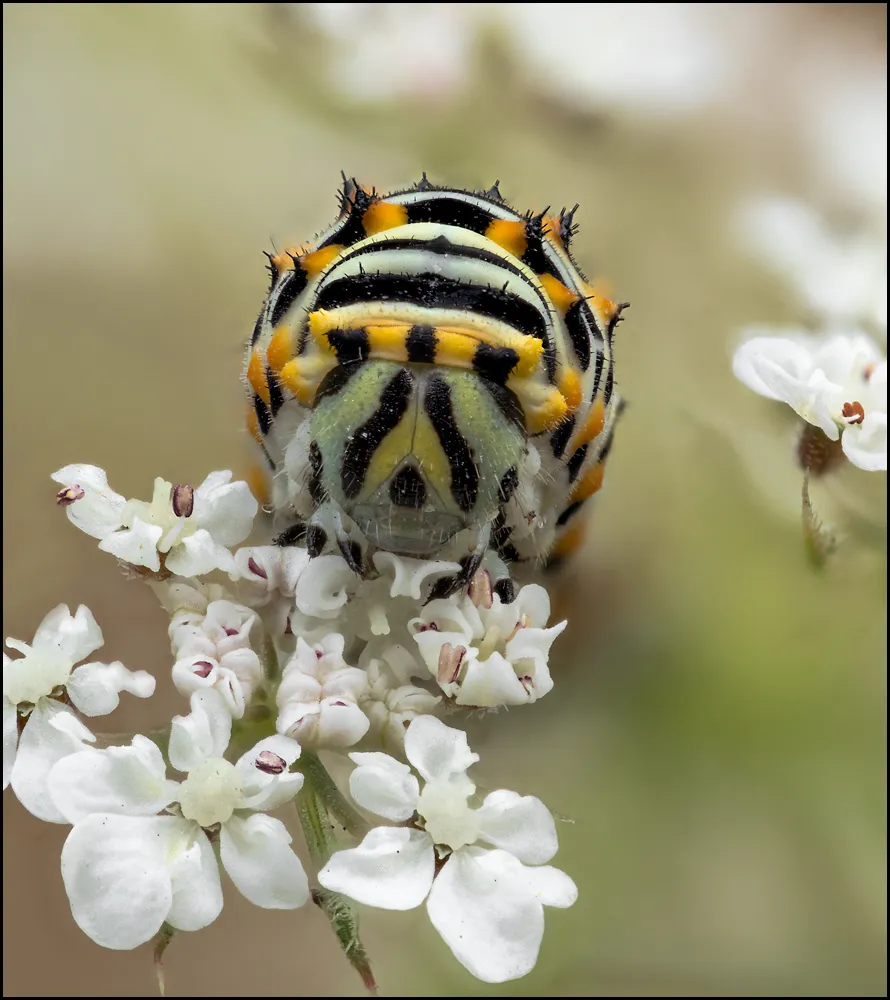 Caterpillars 18
