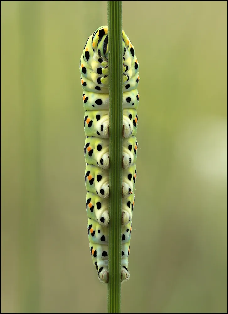 Caterpillars 19
