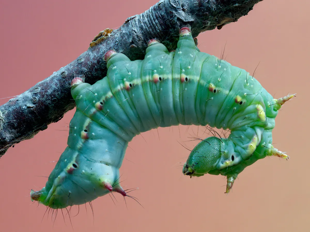 Caterpillars 2