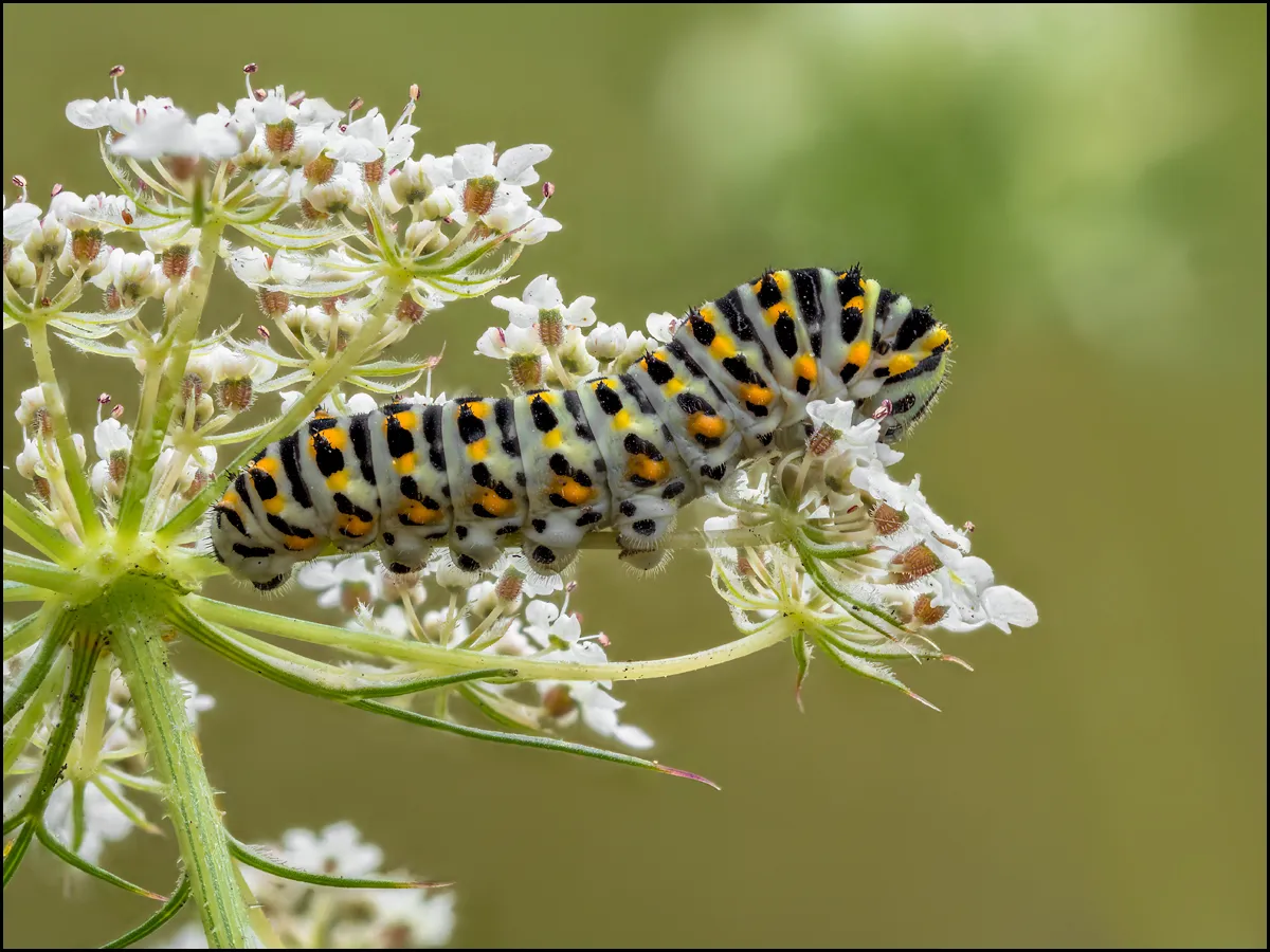 Caterpillars 20