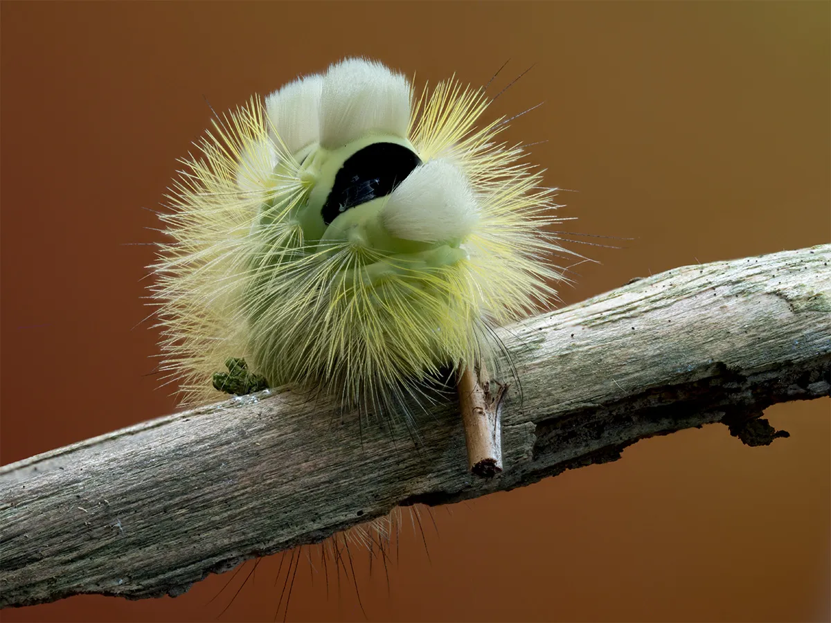 Caterpillars 23
