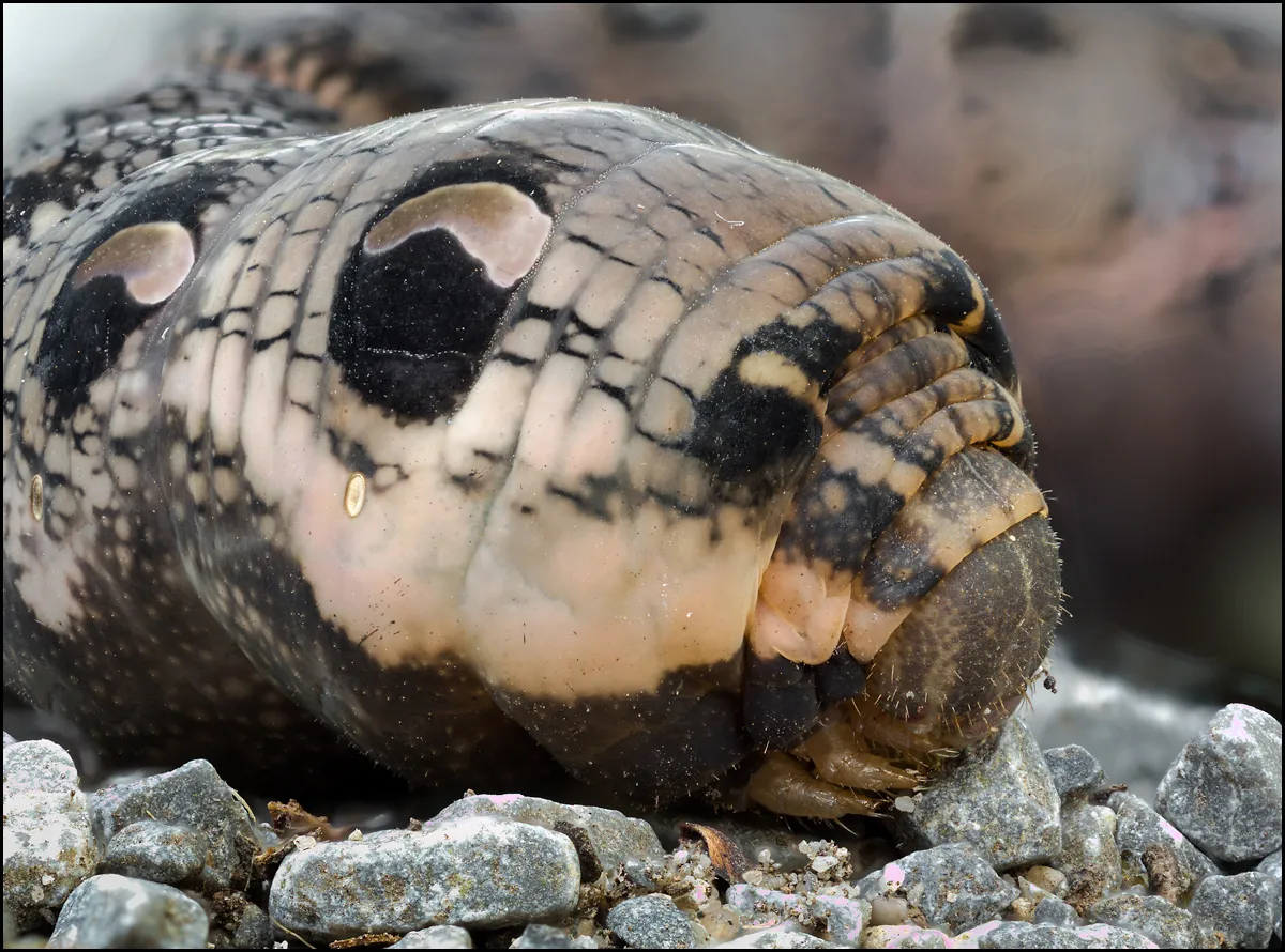 Caterpillars 24
