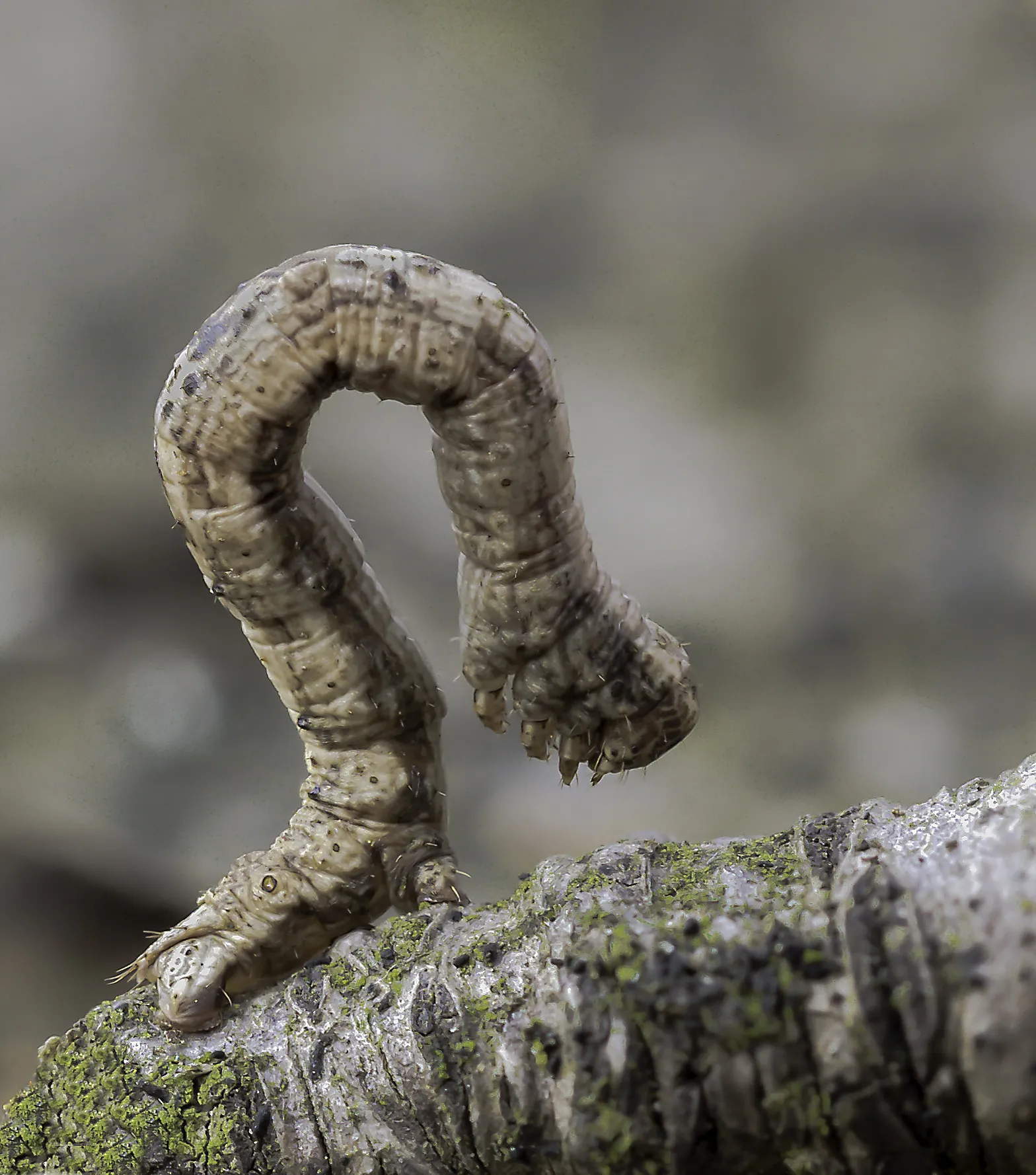 Caterpillars 29