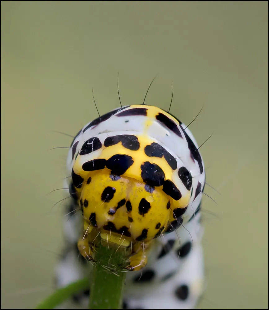 Caterpillars 30