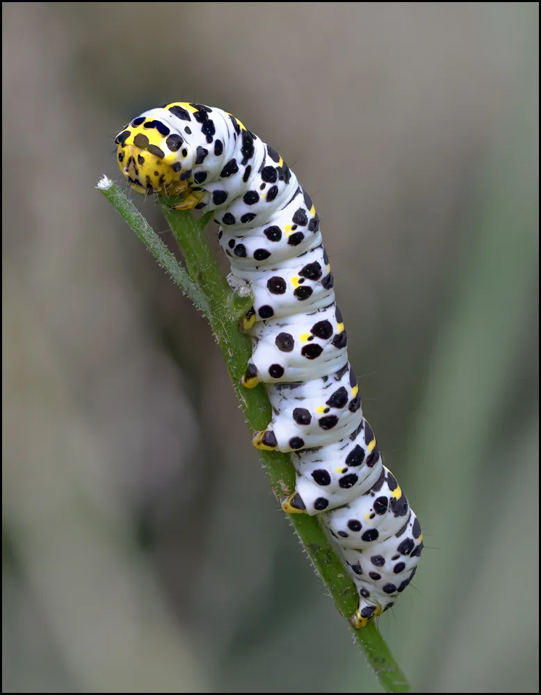 Caterpillars 31