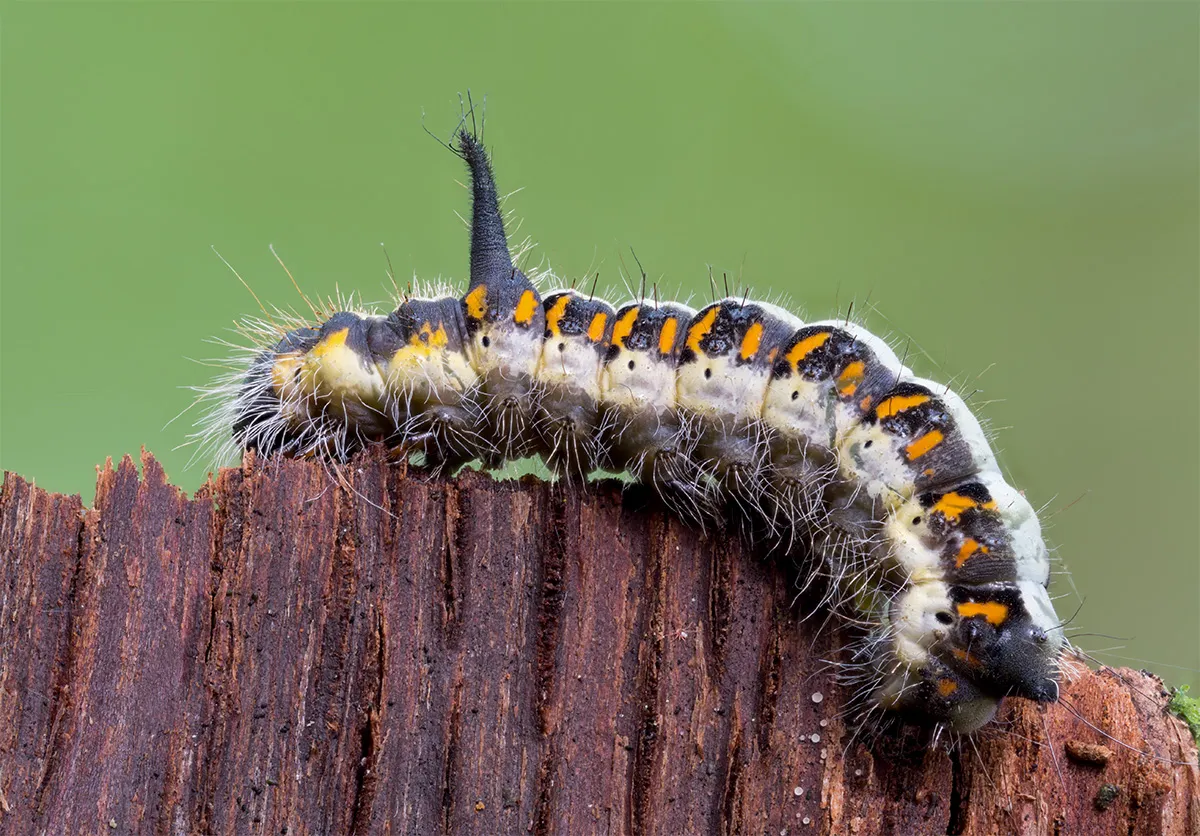 Caterpillars 4
