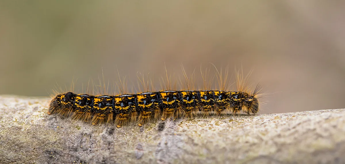 Caterpillars 5