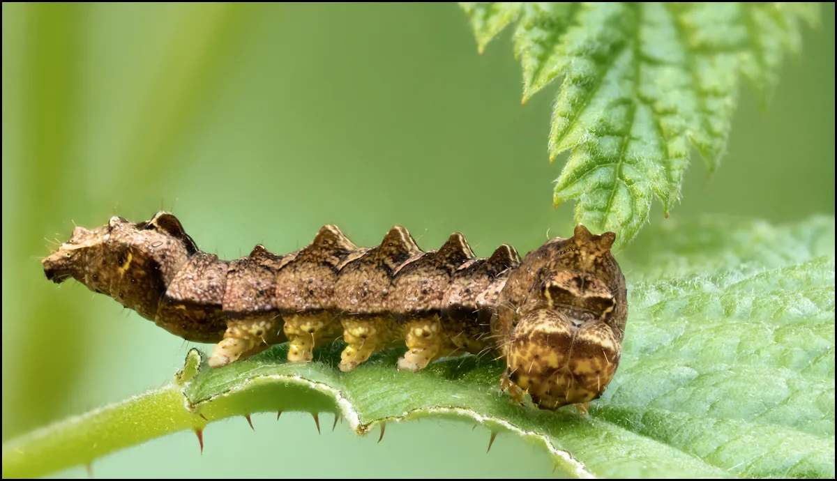 Caterpillars 6