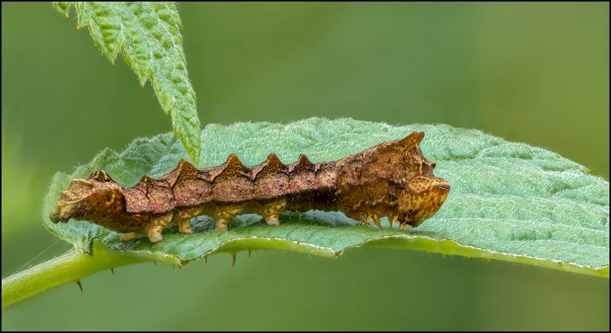 Caterpillars 7