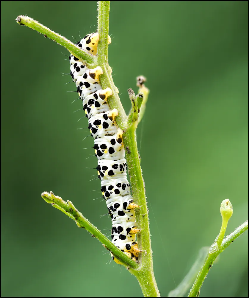 Caterpillars 8