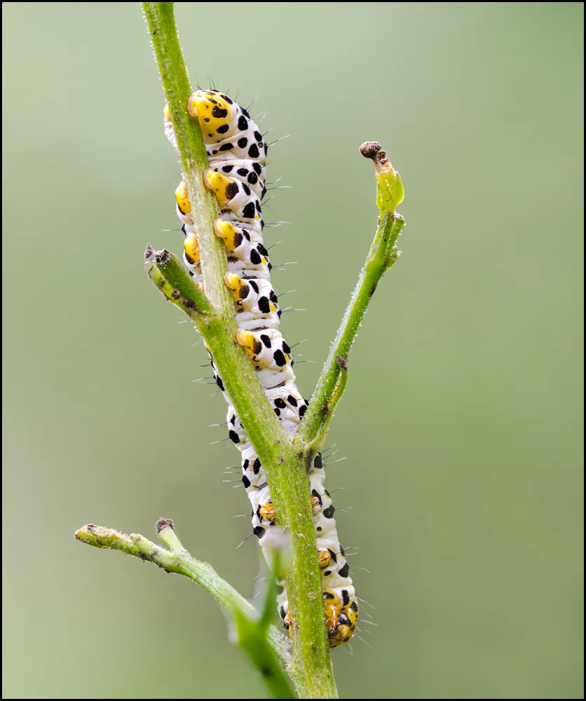 Caterpillars 9