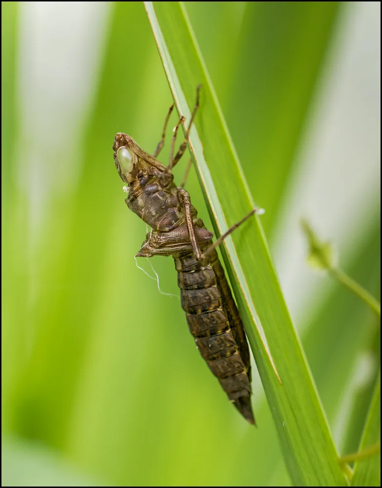 Dragonflies 1