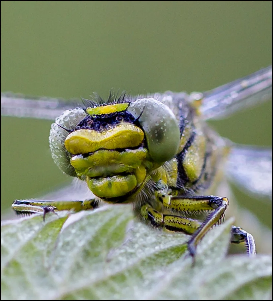 Dragonflies 12
