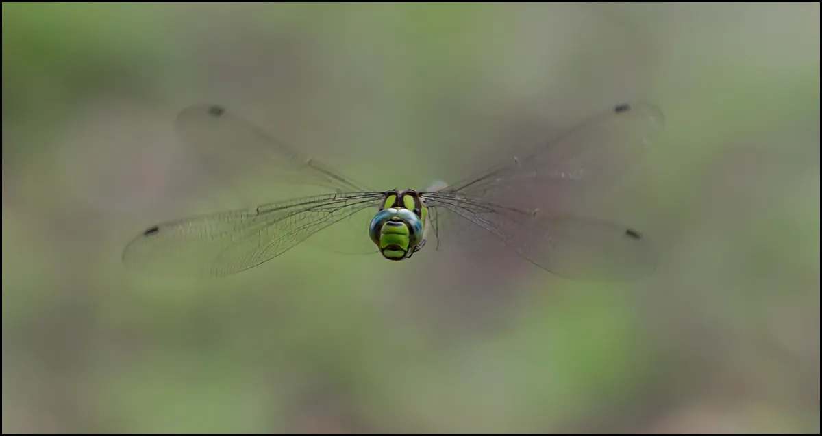 Dragonflies 13