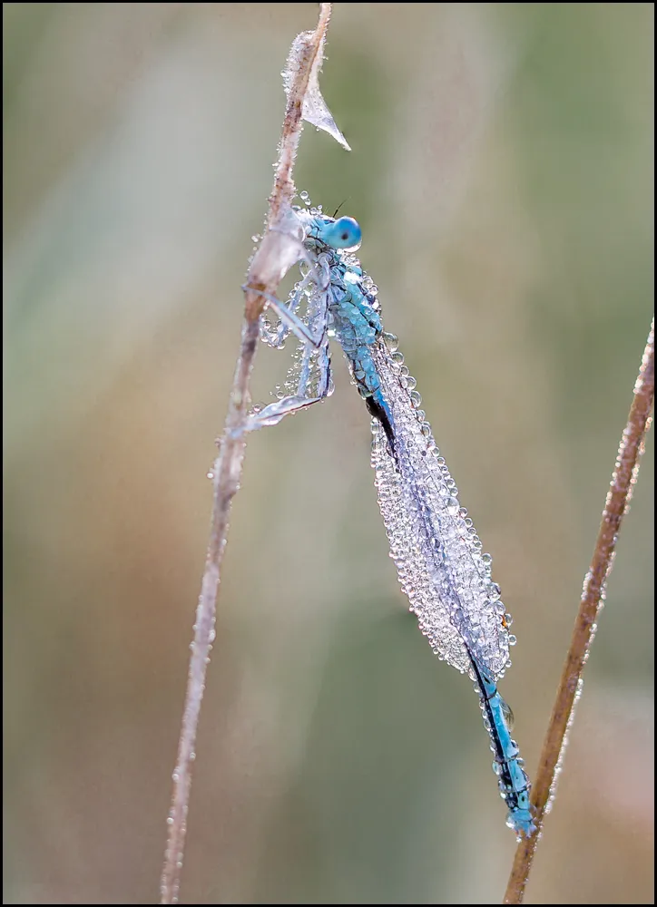 Dragonflies 14