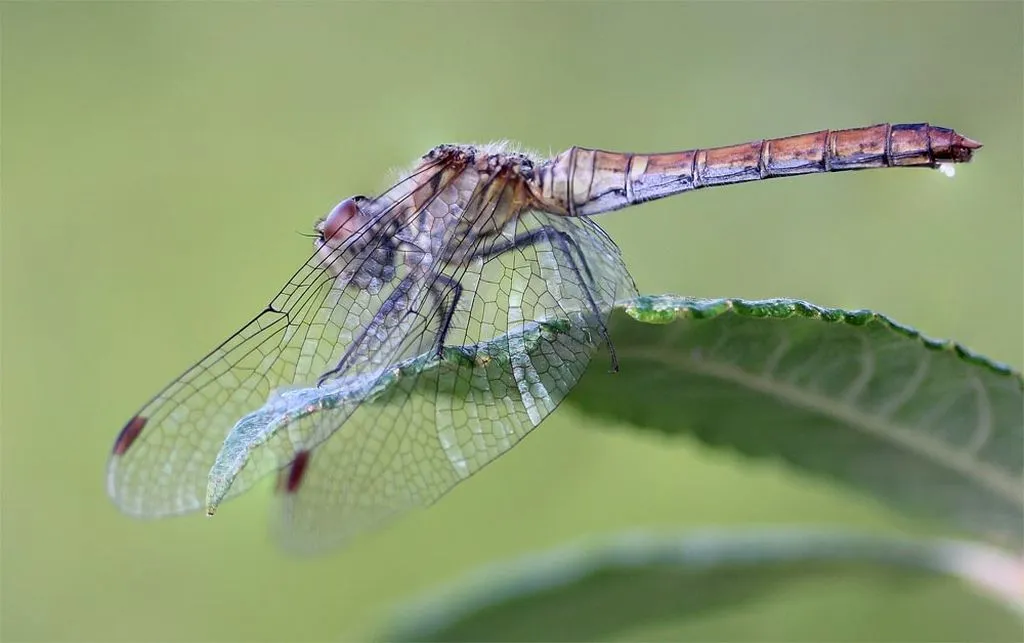 Dragonflies 16