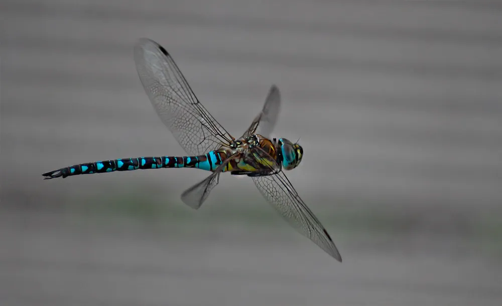 Dragonflies 17
