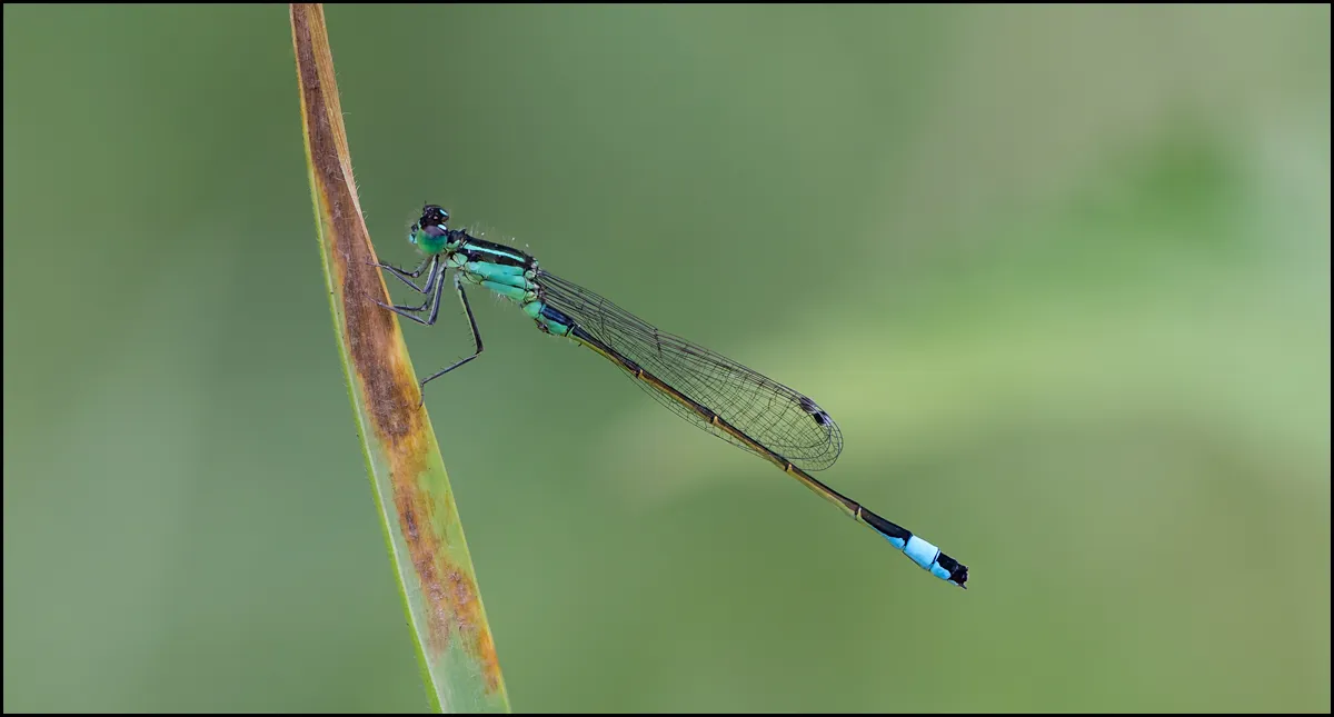 Dragonflies 3