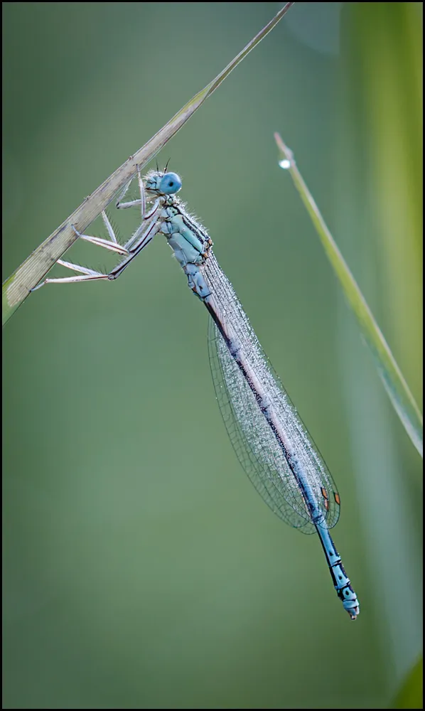 Dragonflies 4