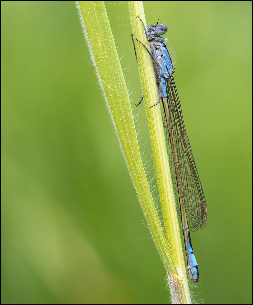 Dragonflies 5