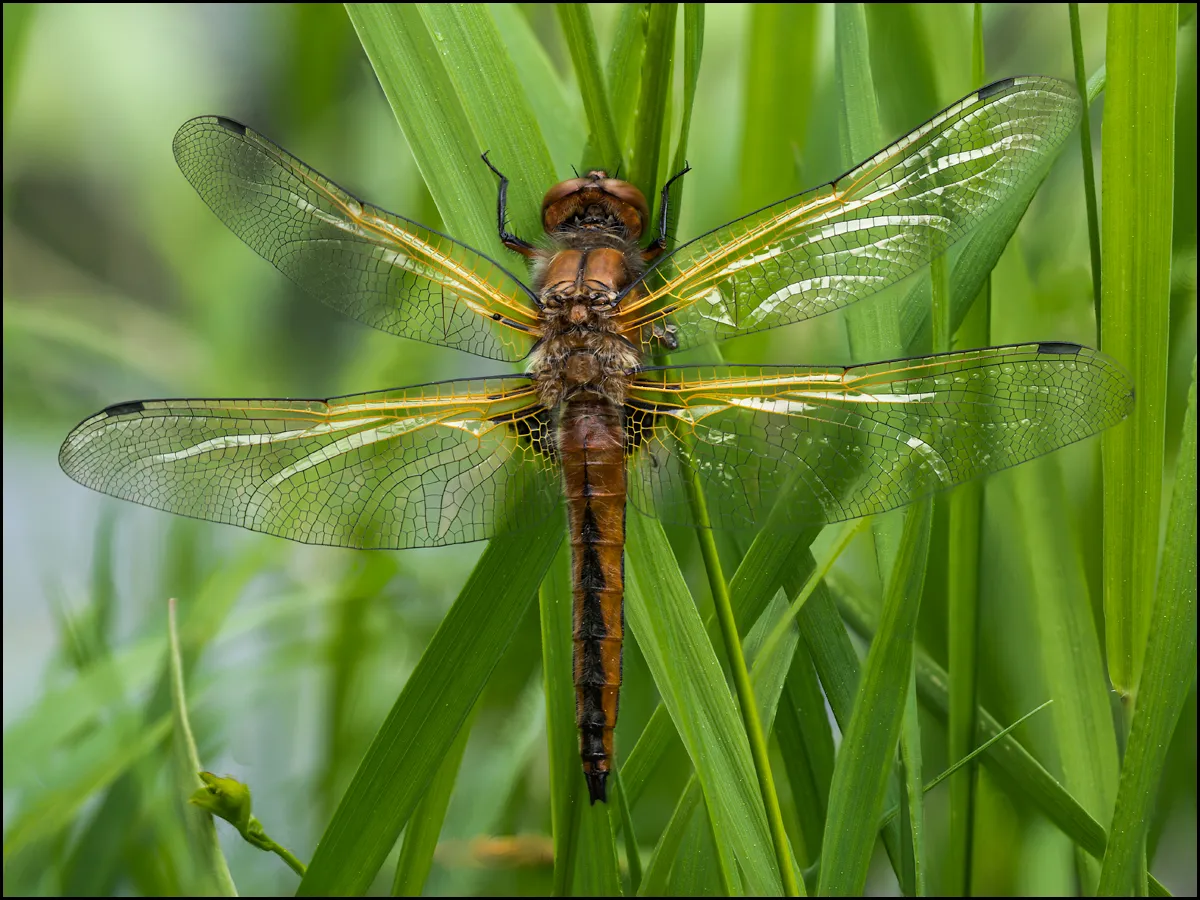 Dragonflies 6