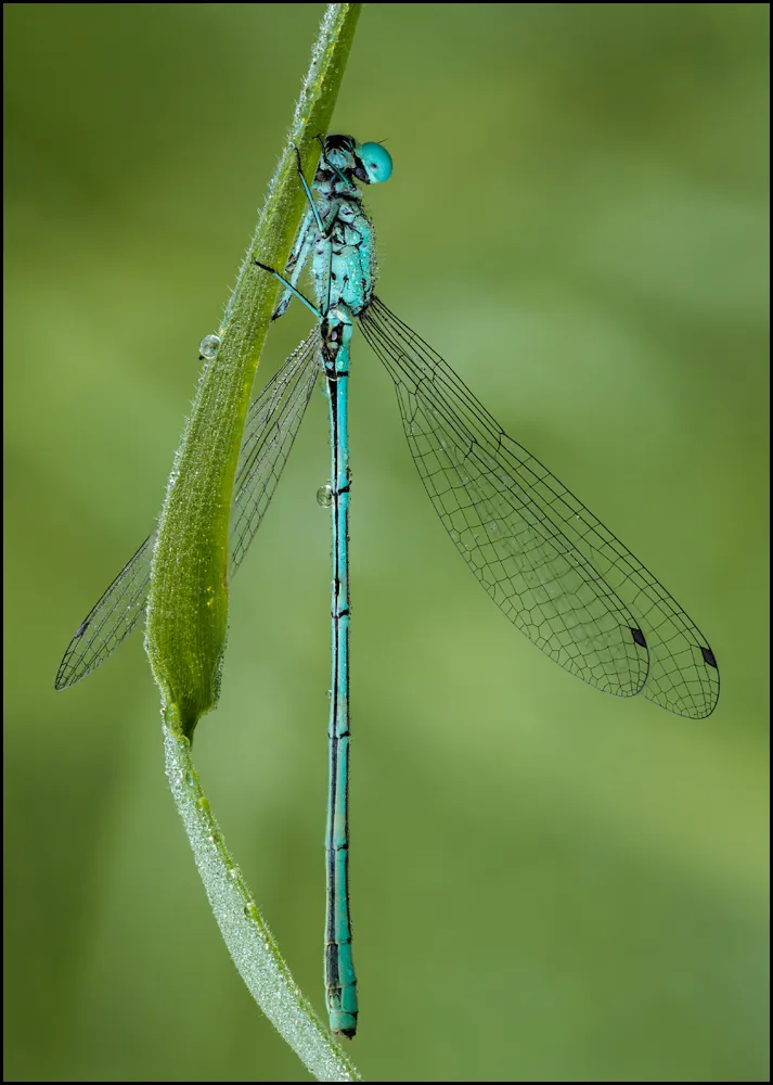 Dragonflies 7