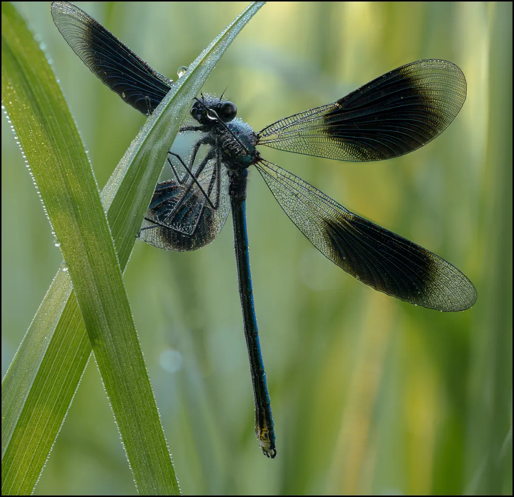 Dragonflies 8