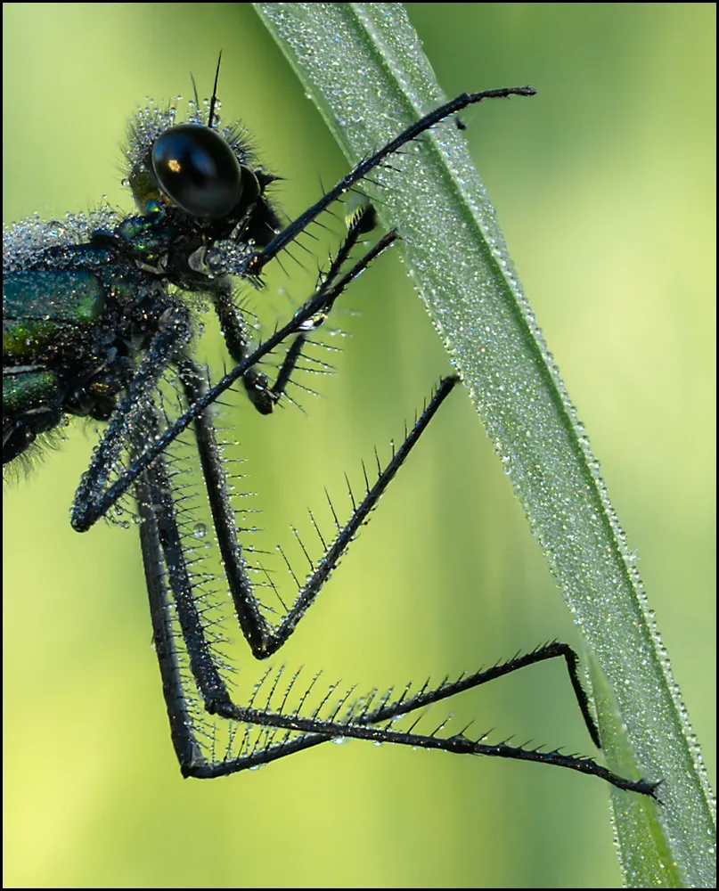 Dragonflies 9