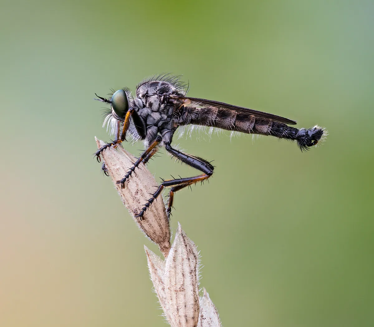 Flies 22